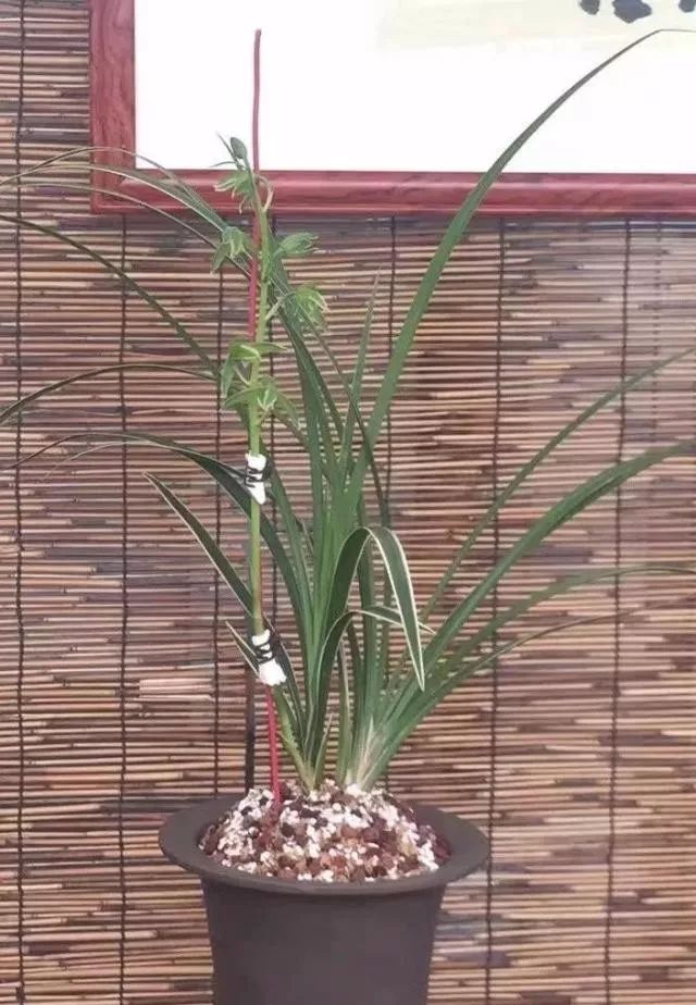兰花送春的鉴赏与辨识:春去也,自未曾归去