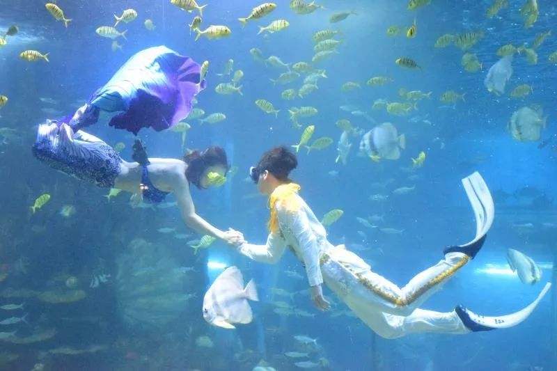 怎么去海洋馆当美人鱼 254d2a04872c413580625ab8aad70114.jpeg