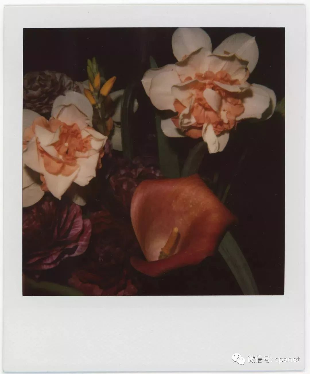 展览│荒木经惟·花幽_摄影展
