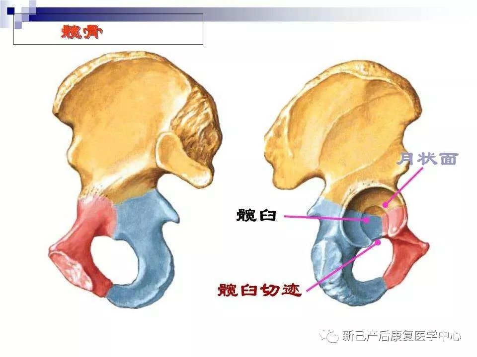 初识骨盆_髂骨