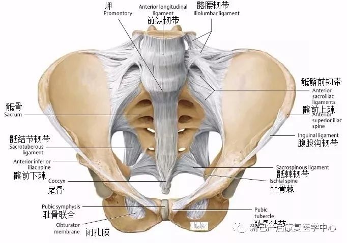 骶髂前韧带:宽而薄,位于关节的前面,连接骶骨骨盆面的侧缘