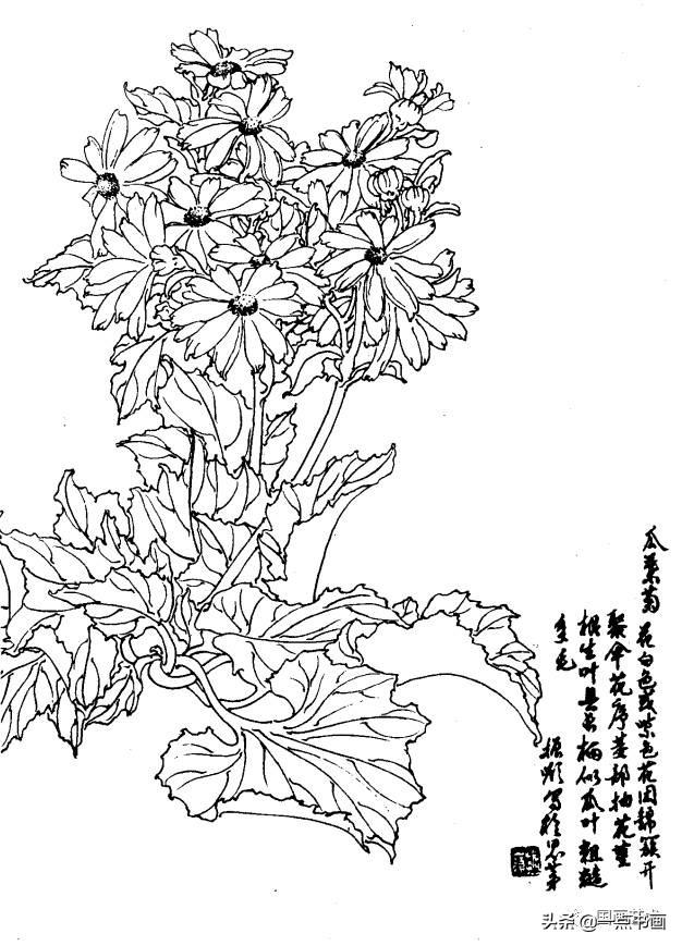 瓜叶菊