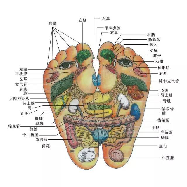 足底反射区口诀送高清穴位图