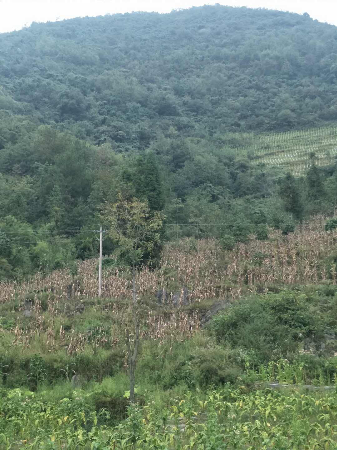 重庆市巫山县骡坪镇路口村《老路口》美如画