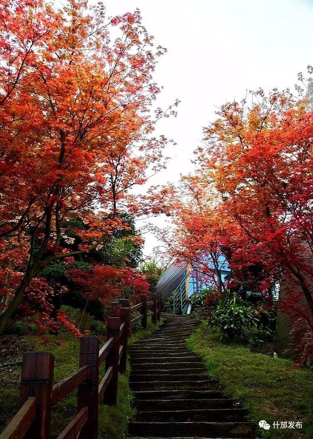 免费门票等你拿什邡乡村旅游推荐红枫岭心中的山梦中的枫免费门票等你