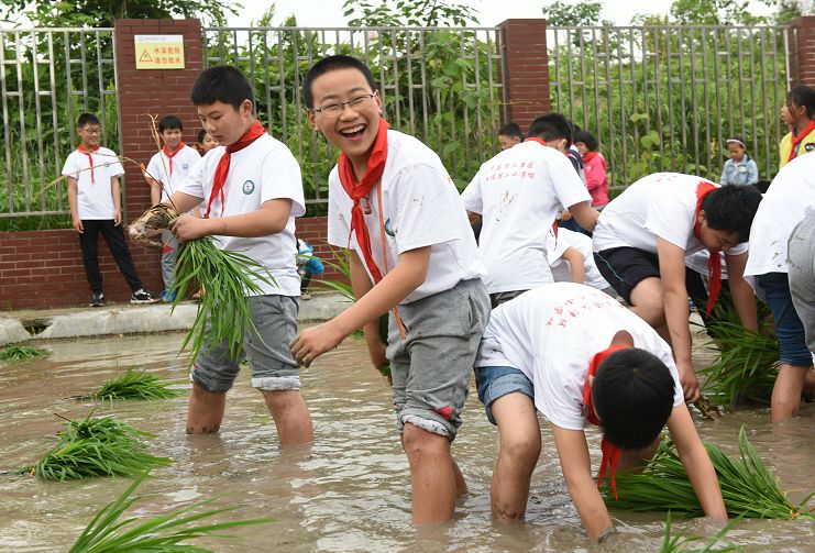 看江津双福二小学生割麦子,栽秧子!