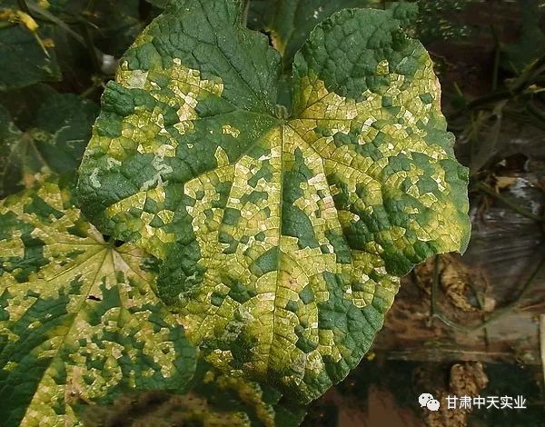黄瓜污霉病