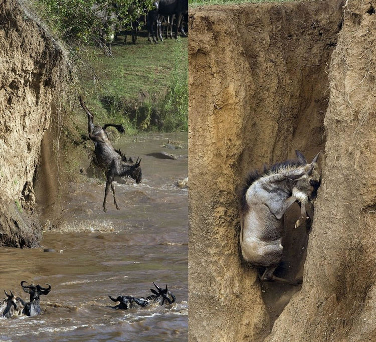 這些動物的遷移不輸長征，每次看到，都忍不住為它們加油 旅遊 第2張