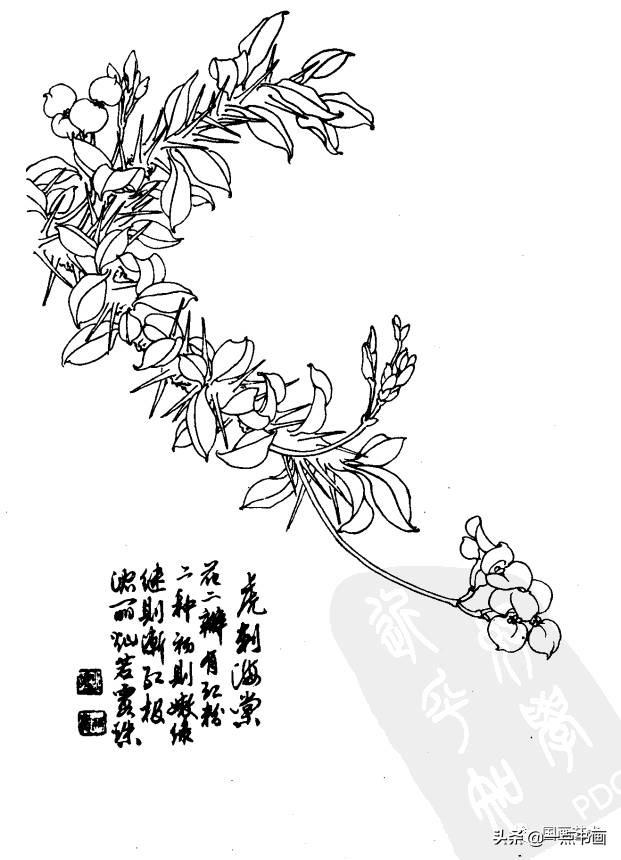 白描花卉图例分享(第一辑)_海棠