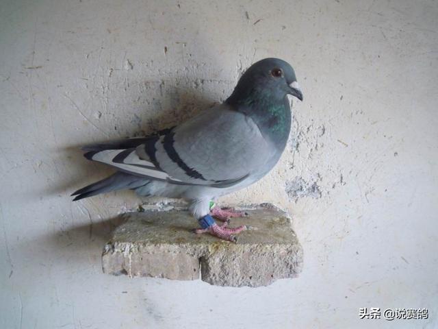 鸽子要怎么养最好 5fa83317c095423495ea7ecaff3a4234.jpeg