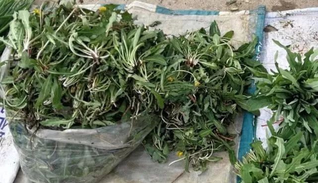 婆婆丁吃法 717053d7ab98445abff7fa74f40bc332.jpeg