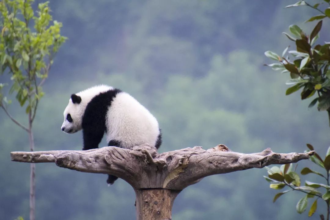 优端午 | 蜀竹之趣:从大熊猫的主食到艺术传承人的巧思