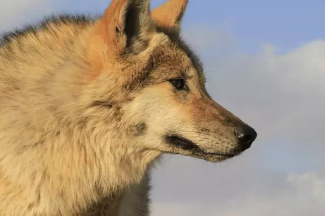 她救了一只狼,养大送回狼群,4年后重逢了 她说 人比狼高等,狼比人高贵 格林