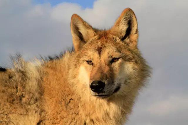 她救了一只狼,养大送回狼群,4年后重逢了 她说 人比狼高等,狼比人高贵 格林