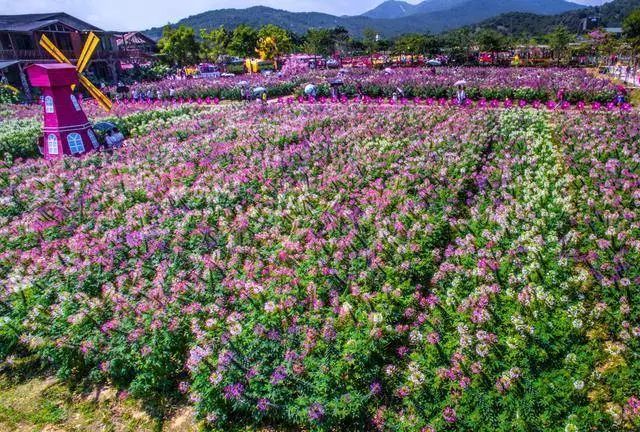 299元疯抢增城大埔围网红花海紫藤花海动漫娱乐节双人门票