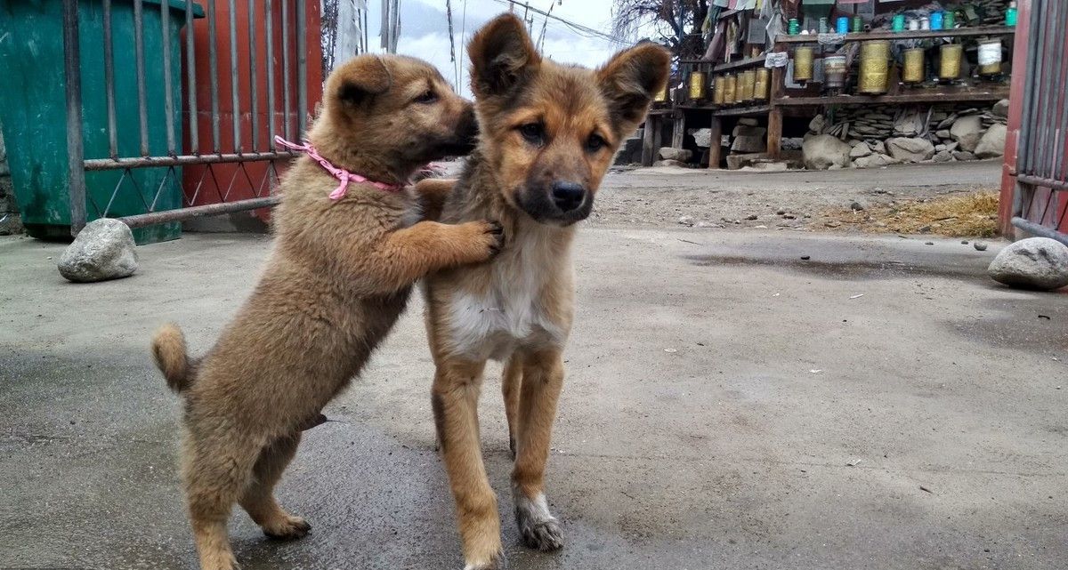 成语什么埋土狗_小土狗