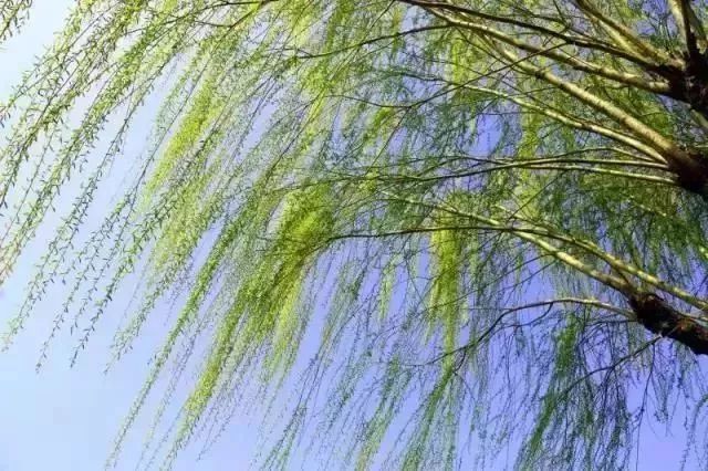 柳絮什么飞成语_成语故事手抄报(3)