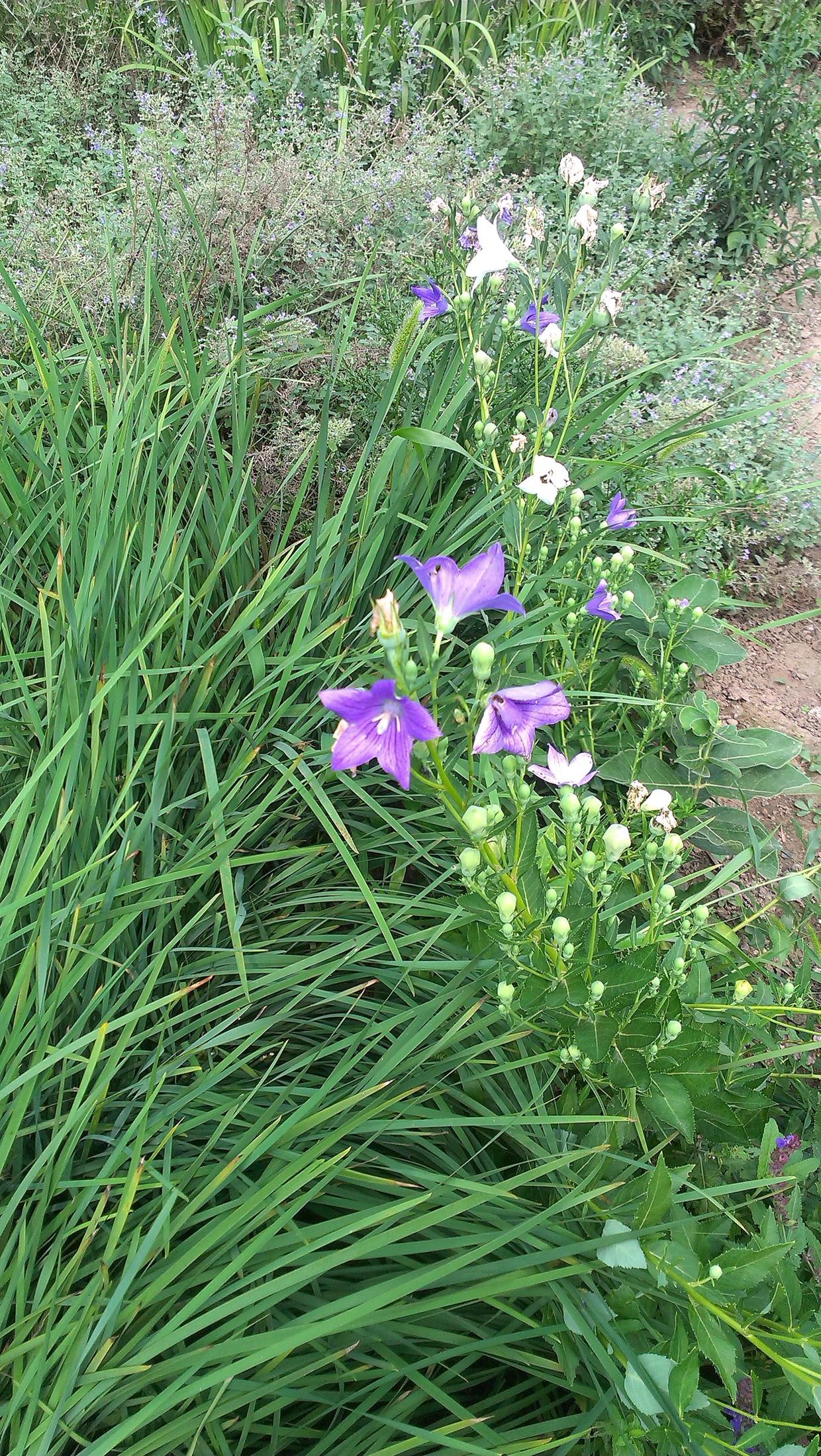 怎样晒干白菜 8934fa0b223b40cbaaf3e8757461e03d.jpeg