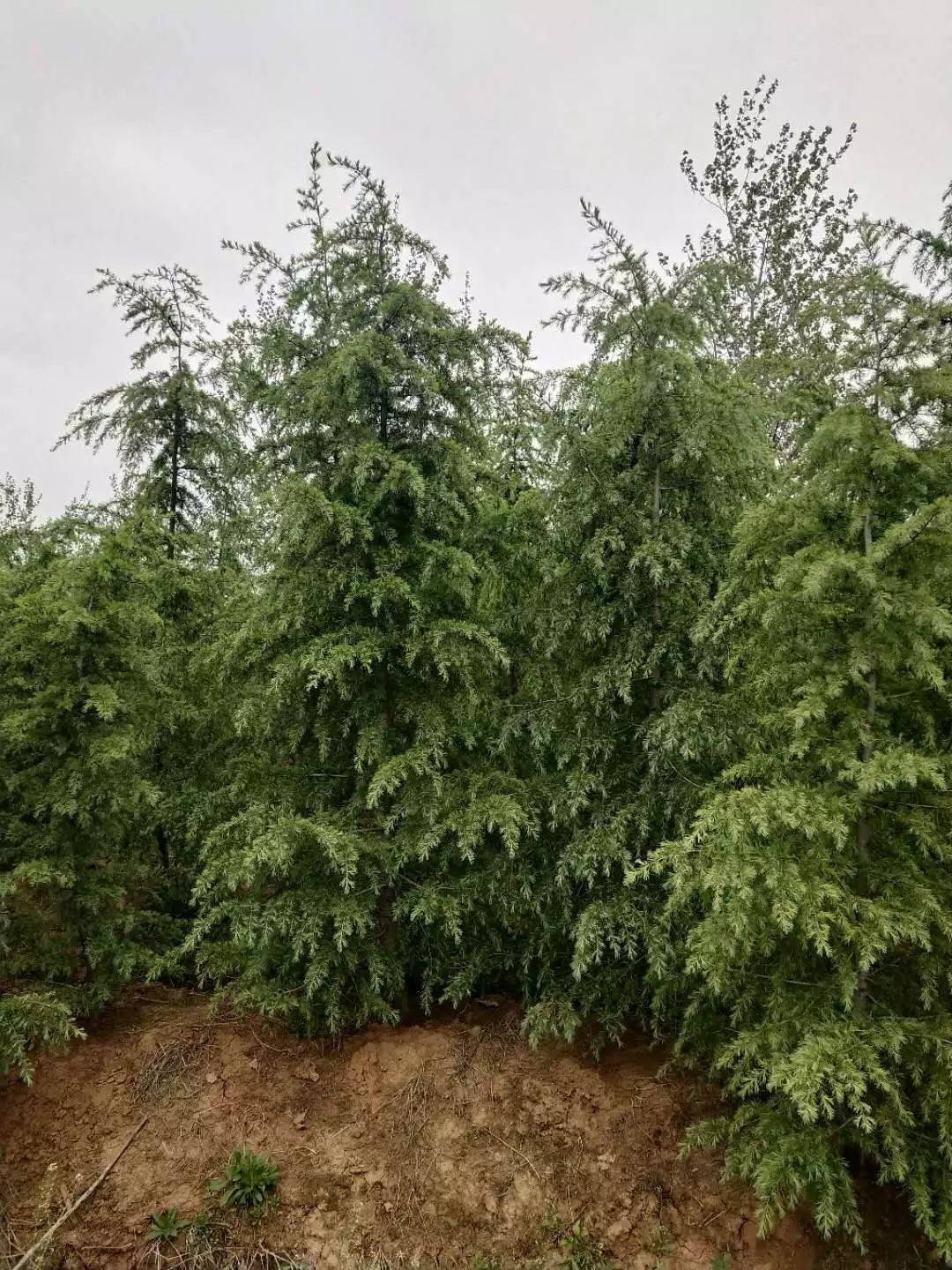南京汤泉苗圃,油松大量出售了!_苗木