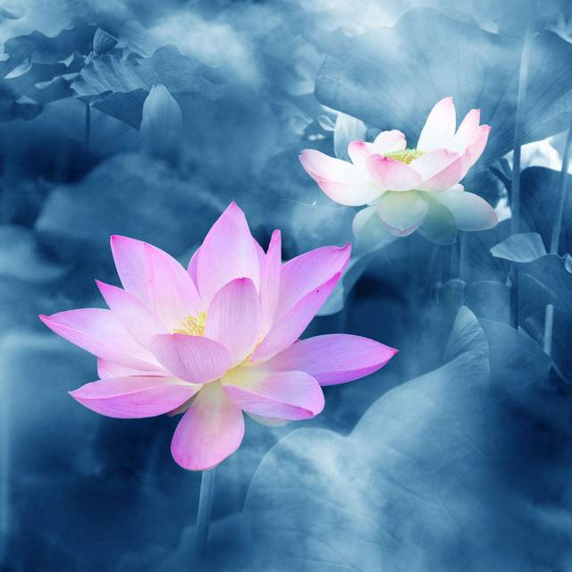 什么是摄心为戒 95c0e473cf65414cae8e8a3359e64f18.jpeg