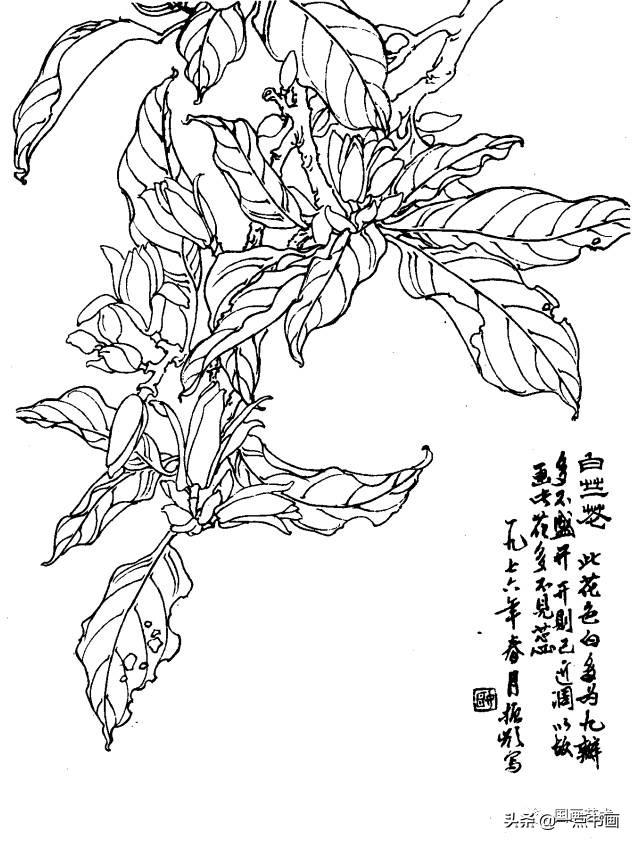 白兰花