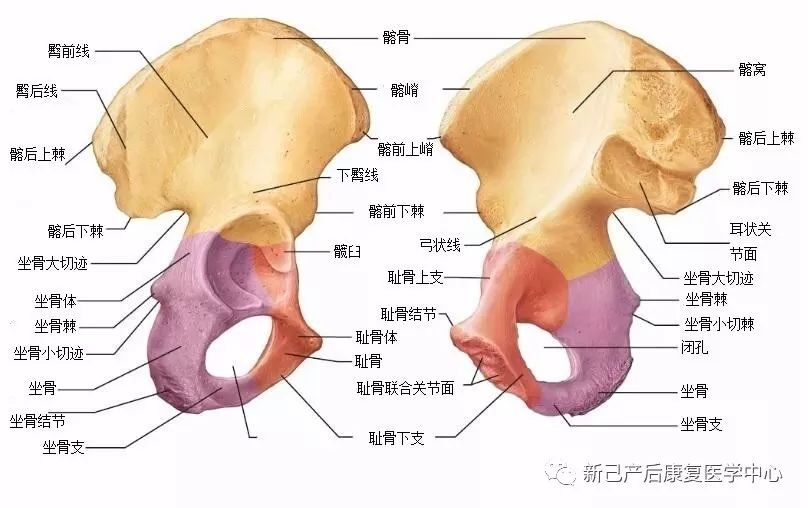 初识骨盆_髂骨