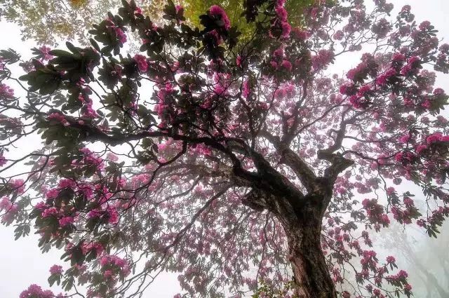 峨眉山赏杜鹃花线路线路一:雷洞坪-金顶-万佛顶杜鹃花种类:问客杜鹃