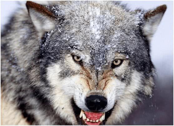 心理学:3种狼的眼神,哪个最凶狠?测在别人眼中你有多好欺负?
