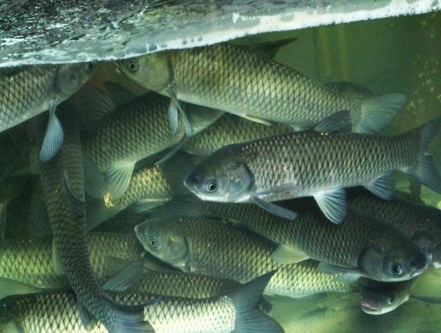 鱼多长时间喂一次最合适 9de8219d8a03413fbd8f8dfcab7b93fb.jpeg