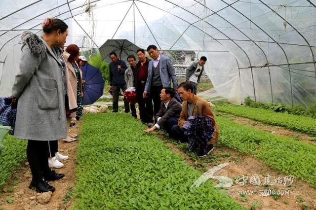 彭老总种菜_种菜图片