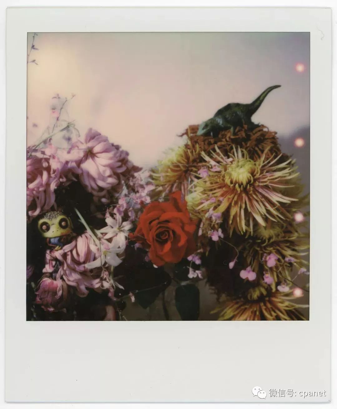 展览│荒木经惟·花幽_摄影展