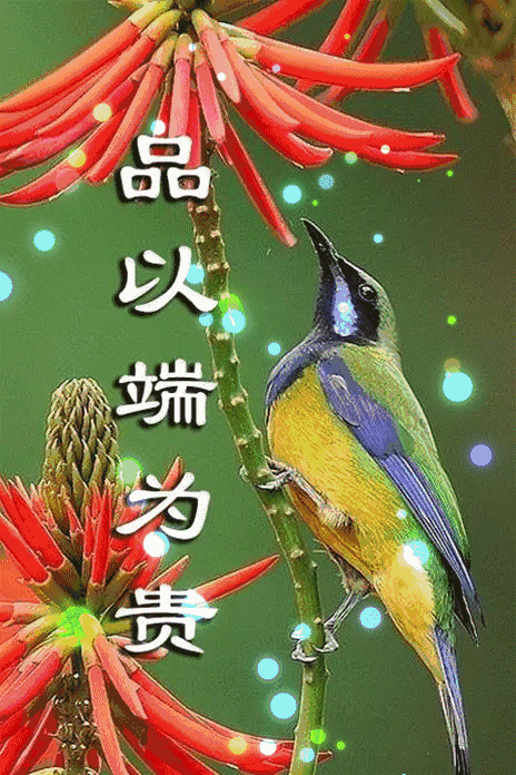 壁纸 动物 鸟 鸟类 雀 464_696 竖版 竖屏 手机 gif 动态图 动图