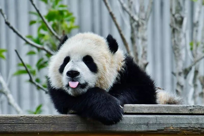 优端午 | 蜀竹之趣:从大熊猫的主食到艺术传承人的巧思