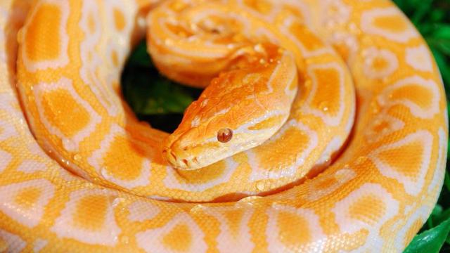 蛇属于什么纲 a726552e295942278e2624541e53403d.jpeg