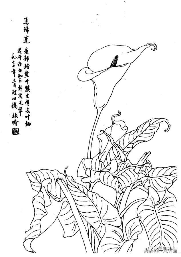白描花卉图例分享第一辑