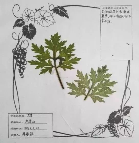 同学们给中草药制作专门的"名片",写上名称,功效,再附上一个二维码