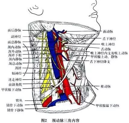 颈部精细解剖看这篇就够了