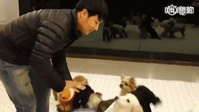 韩国开了一家狗狗幼儿园，帮上班族的狗狗家长解决后顾之忧