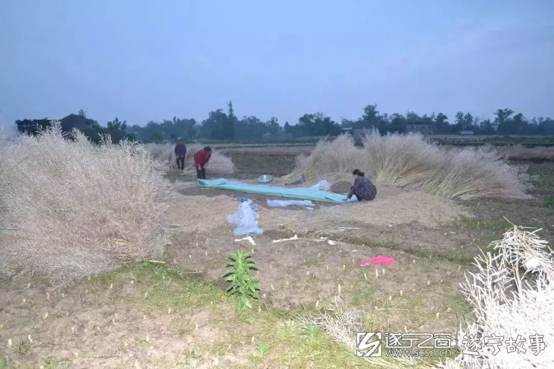 遂宁市多少人口_遂宁市夜景图片(3)