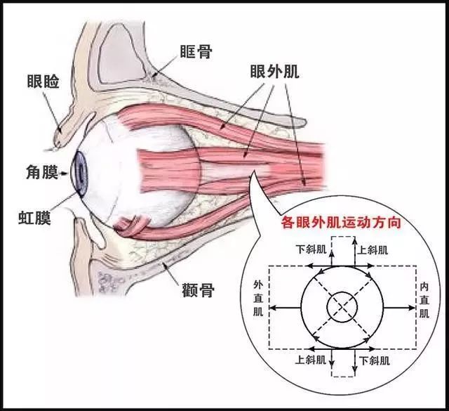 从眼球的结构看,我们常见的视力问题是怎么形成的 !