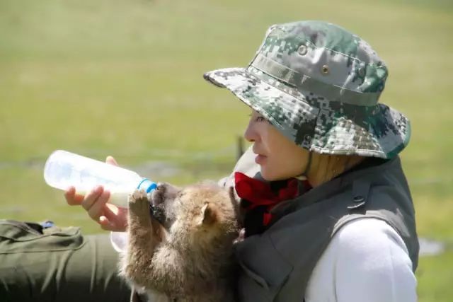 她救了一只狼,养大送回狼群,4年后重逢了 她说 人比狼高等,狼比人高贵 格林