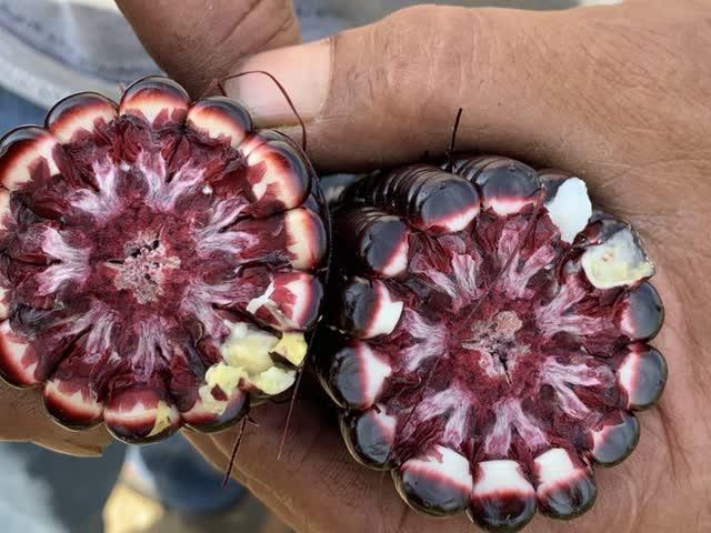 糯玉米种子价格表 bd587bf1b979431db6787ebb6ce89b46.jpeg