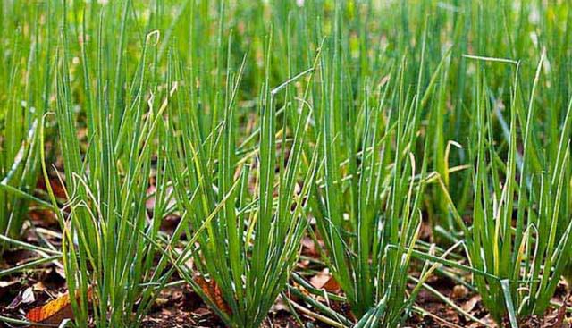 现在能种小香葱吗 c4100e4f5b6b488497a199bb417a5784.jpeg