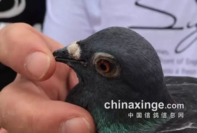 c472fddede5c4048b31439a9a0d6244c.jpeg