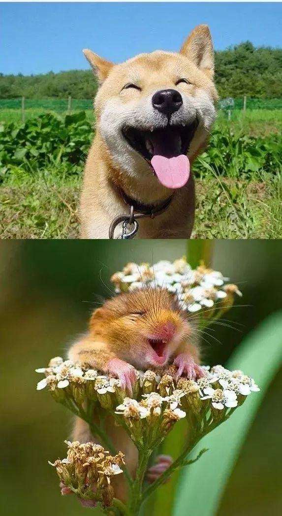 动物笑起来比你真诚