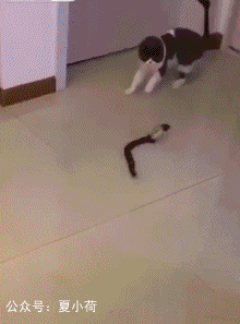 爆笑gif趣图:小猪佩琪头上纹,掌声送给社会人!