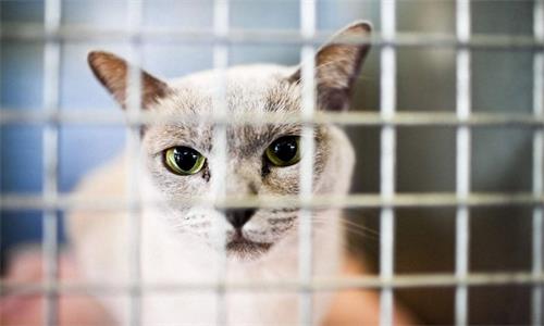 猫耳螨到底怎么治,治猫耳螨涂什么药好