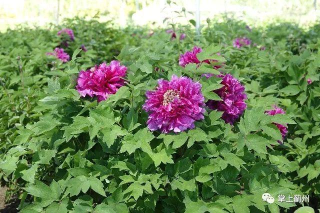 牡丹花一年开花几次花期多久 d08f1548be1749babe0834fa818431fc.jpeg
