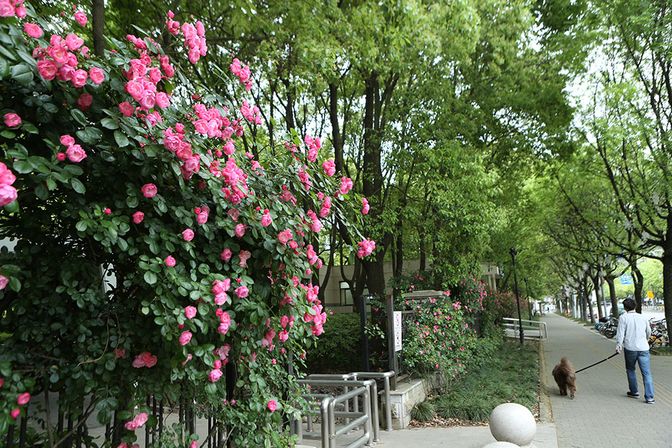 上海街头夏花绚烂登场迷人眼