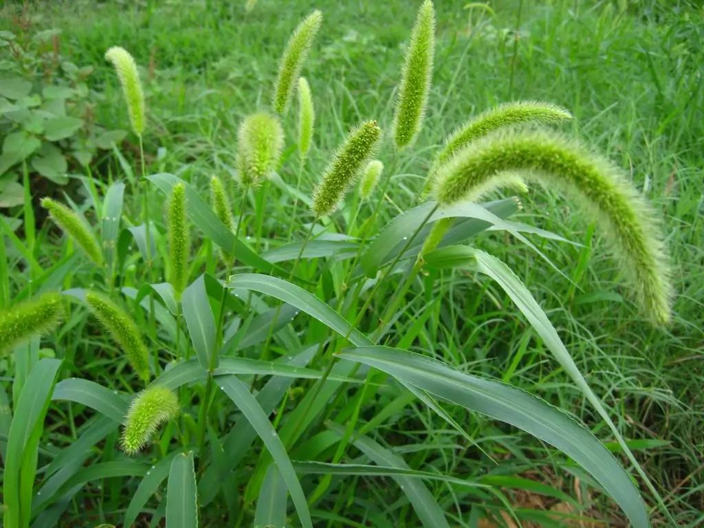 怎样选玉米苗后除草剂 e4107c9717264bdc9c618e0e56ae0489.jpeg
